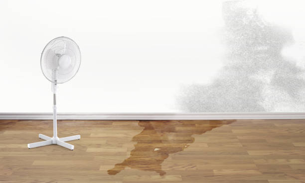Best Water damage contractors near me  in Hamilton, IN